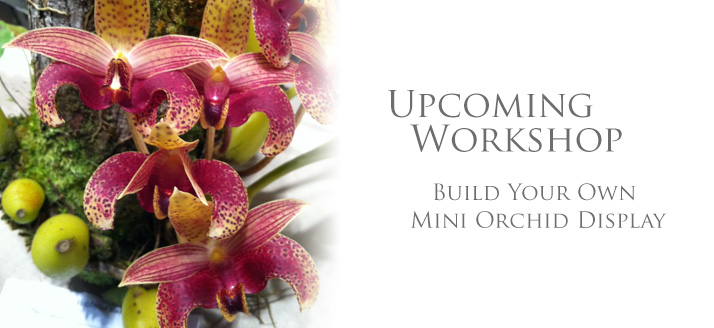 Workshop-BYO-Mini-Orchid-Display